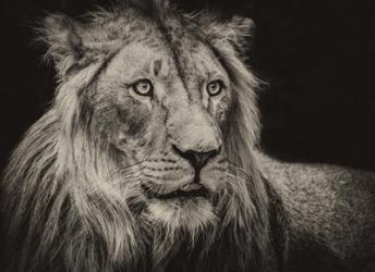 The Lion Sepia | Obraz na stenu
