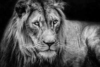 The Lion II - Black & White | Obraz na stenu