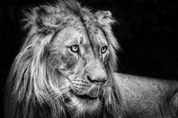 The Lion III - Black & White | Obraz na stenu