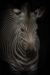 Zebra 3 | Obraz na stenu