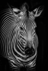 Zebra 3 Black & White | Obraz na stenu
