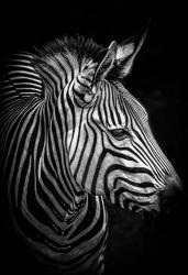 Zebra 4 Black & White | Obraz na stenu