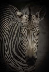 Zebra 5 | Obraz na stenu