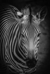 Zebra 5 Black & White | Obraz na stenu
