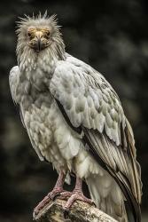 White Vulture | Obraz na stenu