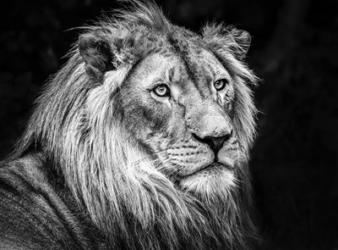 The Lion V - Black & White | Obraz na stenu