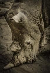 Male Rhino | Obraz na stenu