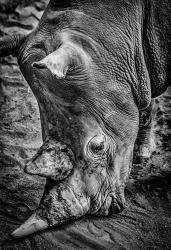 Male Rhino Black & White | Obraz na stenu