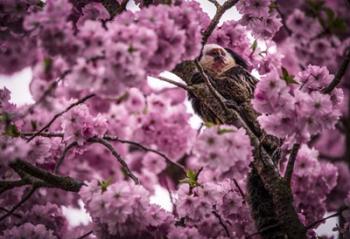 Blossem Tree Monkey | Obraz na stenu