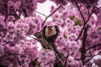 Blossem Tree Monkey II | Obraz na stenu