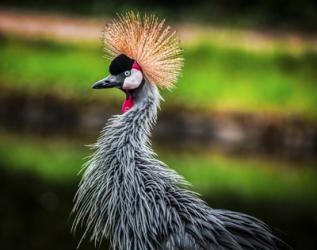 Crowned Crane | Obraz na stenu