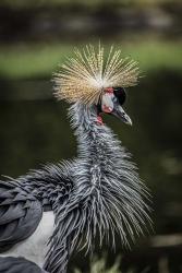 Yellow Crowned Crane | Obraz na stenu