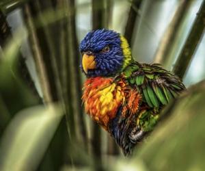 Colorfull Bird III | Obraz na stenu
