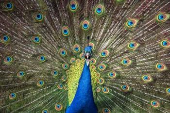 Peacock Showing Off Close Up | Obraz na stenu
