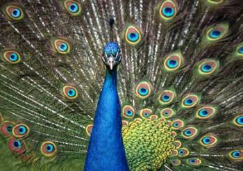 Peacock Showing Off Close Up II | Obraz na stenu