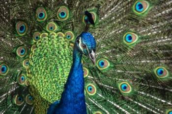 Peacock Showing Off Close Up III | Obraz na stenu