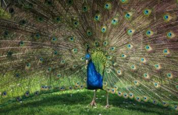 Peacock Showing Off V | Obraz na stenu