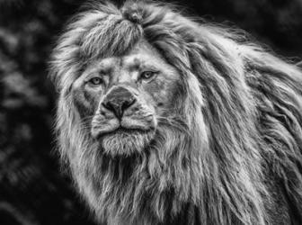 The White Albino Lion Black & White | Obraz na stenu