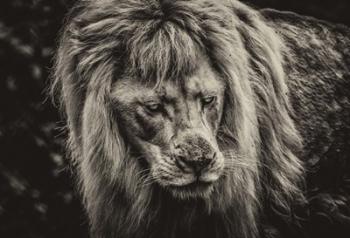 The White Albino Lion III Sepia | Obraz na stenu