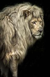 Big Male Lion | Obraz na stenu