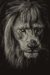 The White Albino Lion IV Sepia | Obraz na stenu