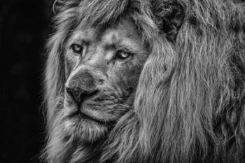 The White Albino Lion Close Up Black & White | Obraz na stenu