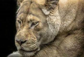 Female White Lion | Obraz na stenu