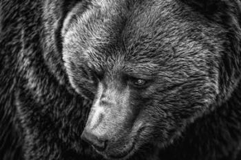 The Grizzly Close Up Black & White | Obraz na stenu