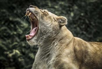 Female White Lion Roars | Obraz na stenu