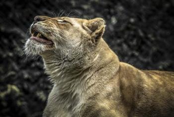 Female White Lion Roars II | Obraz na stenu