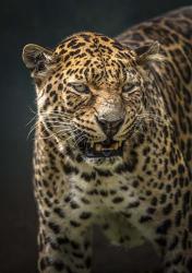 Angry Jaguar 2 | Obraz na stenu