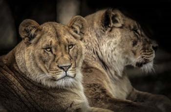 Two Female Lions | Obraz na stenu