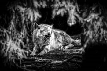 The Howling Wolf Black & White | Obraz na stenu