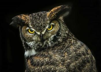 Yellow Eyed Owl | Obraz na stenu