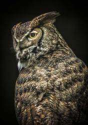 Yellow Eyed Owl II | Obraz na stenu