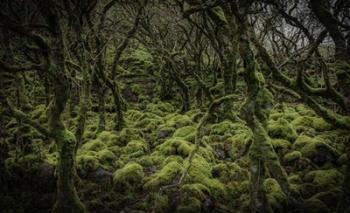 Mossy Forest | Obraz na stenu