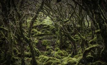 Mossy Forest 2 | Obraz na stenu
