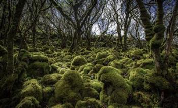 Mossy Forest 3 | Obraz na stenu