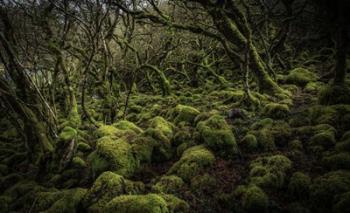 Mossy Forest 4 | Obraz na stenu