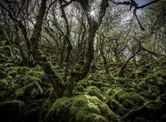 Mossy Forest 6 | Obraz na stenu