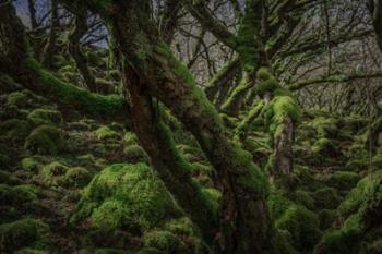 Mossy Forest 8 | Obraz na stenu