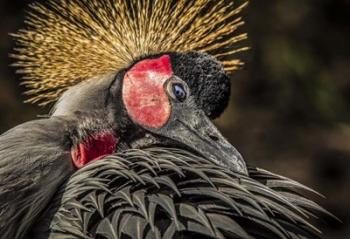 Crowned Crane II | Obraz na stenu