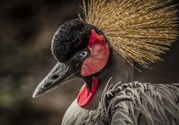 Crowned Crane IV | Obraz na stenu