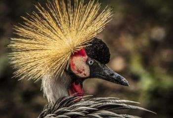 Crowned Crane V | Obraz na stenu