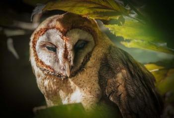 Tawny Owl | Obraz na stenu