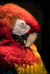 Red Ara Parrot 2 | Obraz na stenu