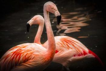 Flamingos | Obraz na stenu