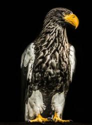 Steller Eagle | Obraz na stenu