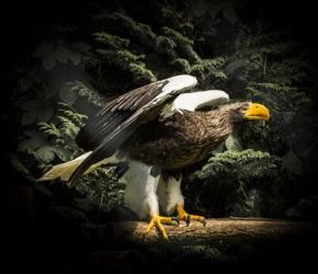 Steller Eagle II | Obraz na stenu