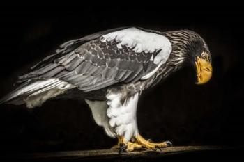 Steller Sea Eagle II | Obraz na stenu